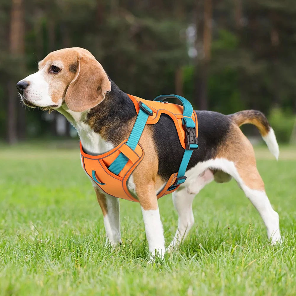 Adjustable Pet Training Harness – Breathable Nylon